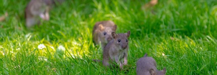 viele kleine Ratten auf dem Rasen 